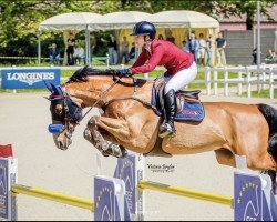 jumper Kameraad (KWPN (Royal Dutch Sporthorse), 2015, from Etoulon VDL)