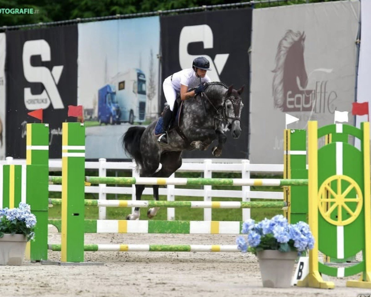 jumper Crazy Boy Greenhills (Holsteiner, 2019, from Cascadello)