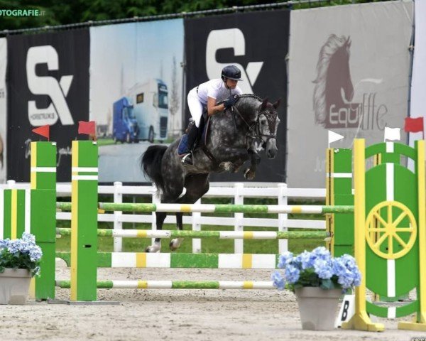 Springpferd Crazy Boy Greenhills (Holsteiner, 2019, von Cascadello)