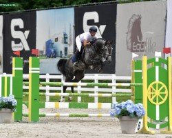 jumper Crazy Boy Greenhills (Holsteiner, 2019, from Cascadello)
