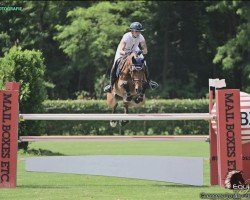 Springpferd Toto (Holsteiner, 2017, von Toulon)