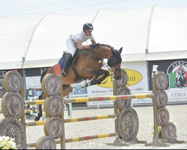 Springpferd Linde (KWPN (Niederländisches Warmblut), 2016, von VDL Cardento 933)