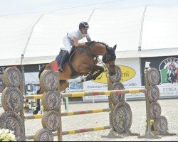 jumper Linde (KWPN (Royal Dutch Sporthorse), 2016, from VDL Cardento 933)