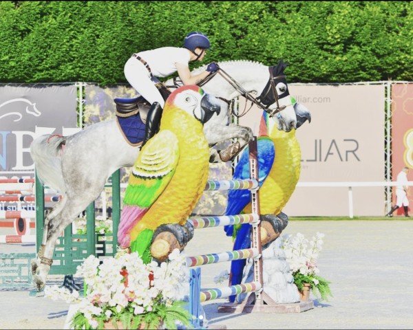 jumper Enzo de Coquerie (Selle Français, 2014, from Malito de Reve)