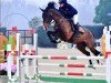 jumper Radu Sterrebornehof (Belgian Warmblood, 2017, from Utah van Erpekom)