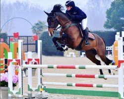 Springpferd Radu Sterrebornehof (Belgisches Warmblut, 2017, von Utah van Erpekom)