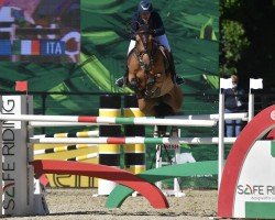 jumper Infuria P&P (KWPN (Royal Dutch Sporthorse), 2013, from Cascadello)