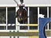 jumper Queriot (Sella Italiano, 2006, from Quick Star)