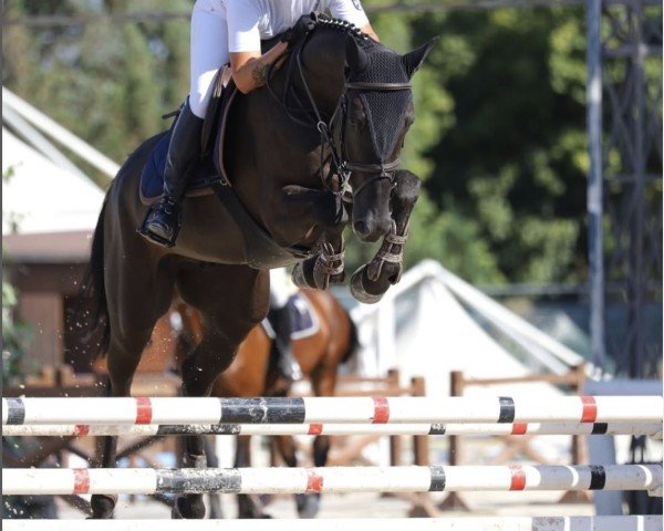 jumper Winner FZ (unknown, 2016, from Vigo d'Arsouilles)