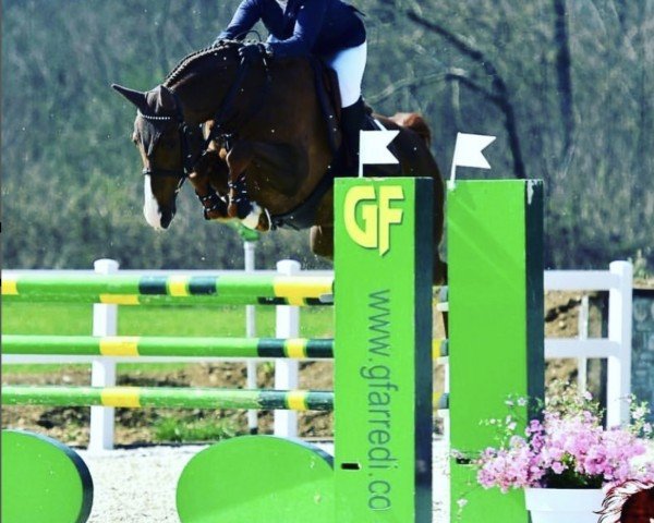 broodmare Thara du Ru (Selle Français, 2007, from Argentinus)