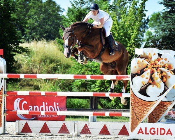 jumper Erasco J (KWPN (Royal Dutch Sporthorse), 2009, from Tangelo van de Zuuthoeve)
