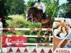 jumper Erasco J (KWPN (Royal Dutch Sporthorse), 2009, from Tangelo van de Zuuthoeve)