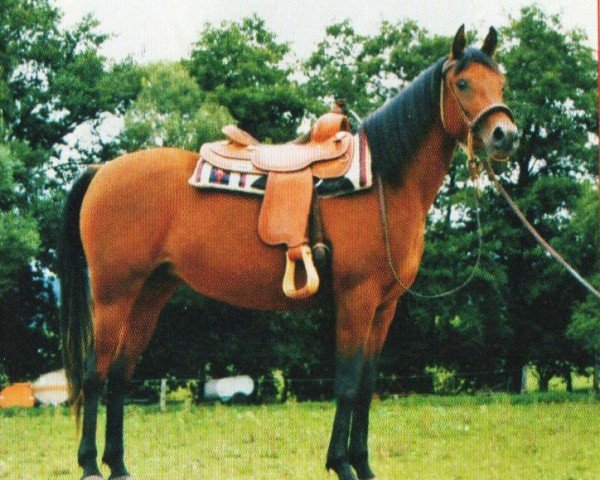 horse Ashig (Arabian, 2004, from Khalif El Assuad ox)