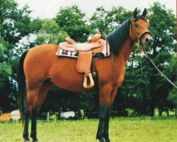 horse Ashig (Arabian, 2004, from Khalif El Assuad ox)