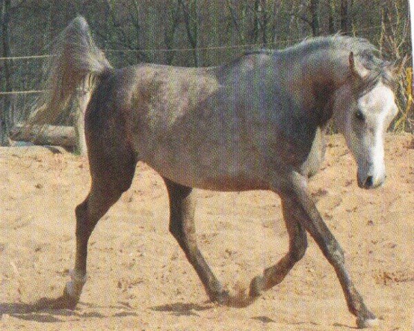 horse Faaris Ibn Faarah ox (Arabian purebred, 1999, from FS Eternal Flame ox)