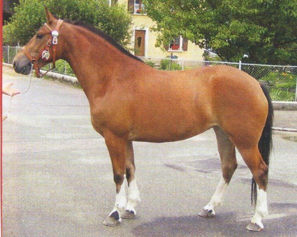 horse Victoria (Freiberger, 2004, from Vidocq)