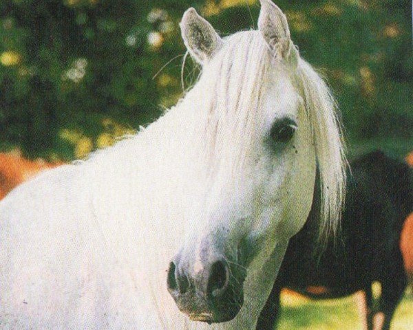 broodmare Tayyid an Nahiza ox (Arabian purebred, 1990, from El Thay Thamam ox)