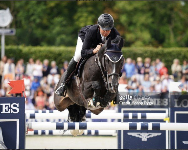 jumper Vitot du Chateau (Selle Français, 2009, from Toulon)