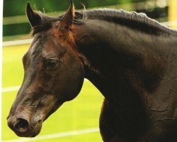 horse Dun It Primo Style (Quarter Horse, 2002, from Hollywood Dun It)