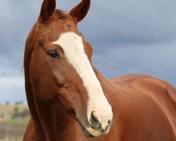 Dressurpferd Delilah (Hannoveraner, 2008, von Dauphin)