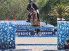 jumper Cayetano Loisel (Selle Français, 2012, from Oslo du Chalet)