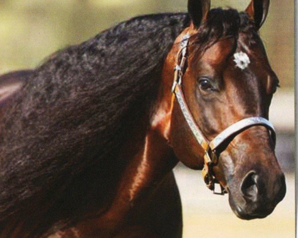 horse Cromed Out Mercedes (Quarter Horse, 2005, from Custom Crome)