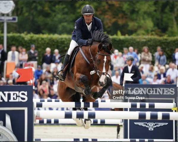 Deckhengst Chrome D'Ivraie (Anglo-Araber, 2012, von Jarnac)