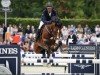 stallion Chrome D'Ivraie (Anglo-Arabs, 2012, from Jarnac)
