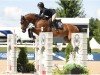 jumper Pancrati Dwerse Hagen (Belgian Warmblood, 2015, from Krezip DH)