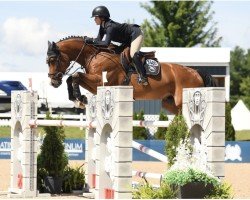 jumper Pancrati Dwerse Hagen (Belgian Warmblood, 2015, from Krezip DH)