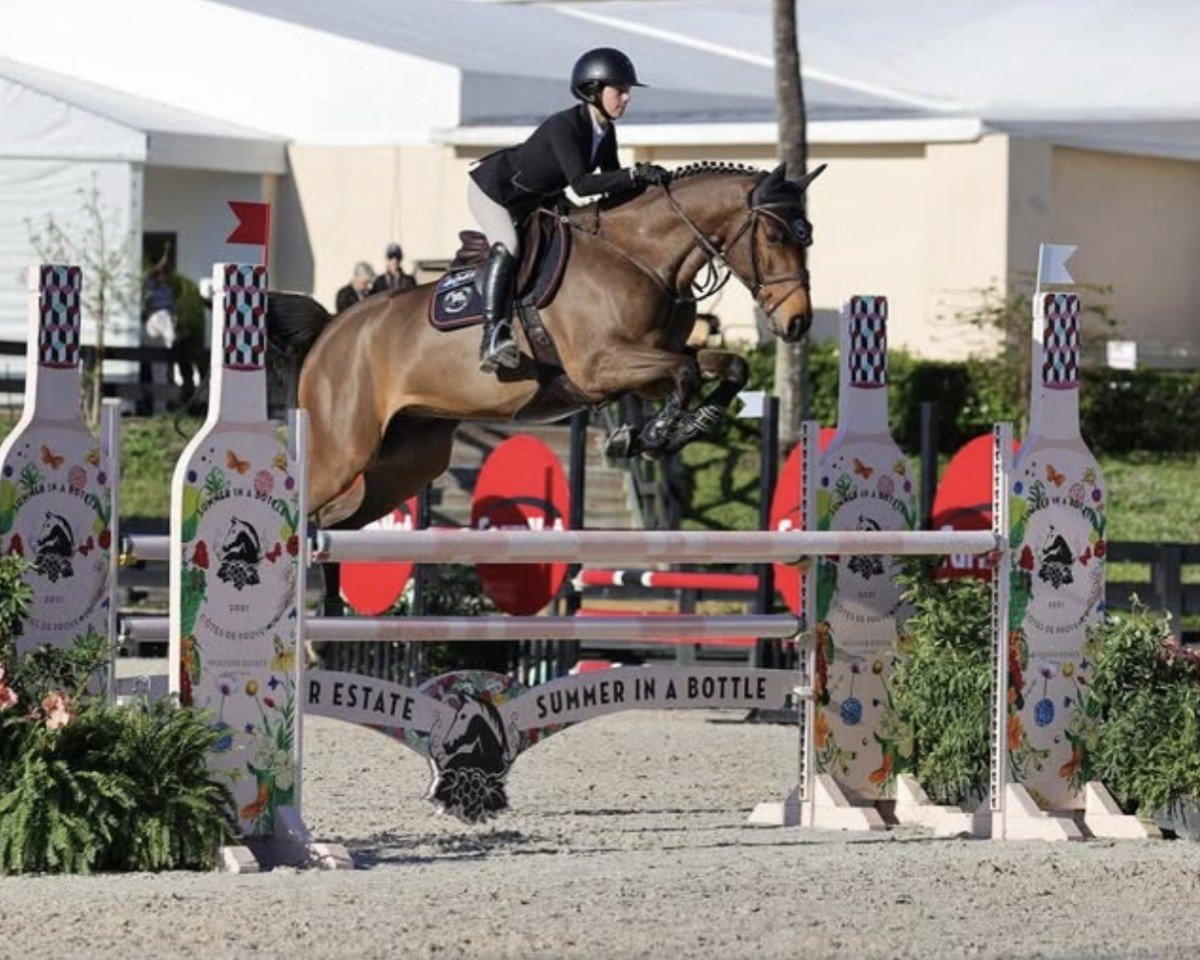 jumper Idal del Maset (Spanish Sport Horse, 2015, from Indret del Masset)