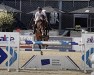 stallion Krezip DH (Belgian Warmblood, 2010, from Va-Vite)