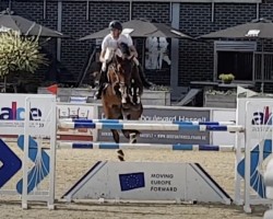 Deckhengst Krezip DH (Belgisches Warmblut, 2010, von Va-Vite)