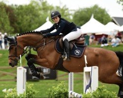 jumper Sun Song (Zangersheide riding horse, 2012, from Toulon)