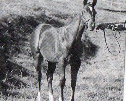 Pferd Shezas Last Son (Quarter Horse, 1997, von Contoured)