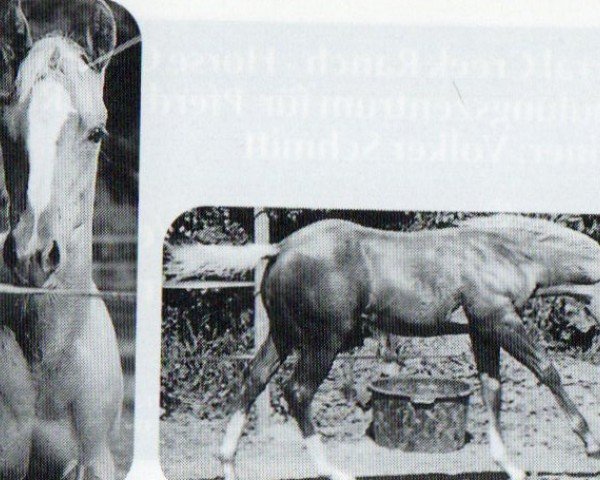 Pferd Shesa Fancy Lynx (Paint Horse, 1997, von Hesa Fancy Toy)