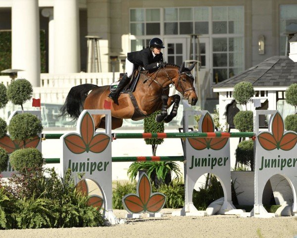 jumper Prianti van het Mikkenhof (Belgian Warmblood, 2015, from Thunder van de Zuuthoeve)