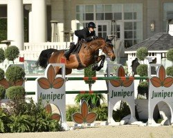 jumper Prianti van het Mikkenhof (Belgian Warmblood, 2015, from Thunder van de Zuuthoeve)