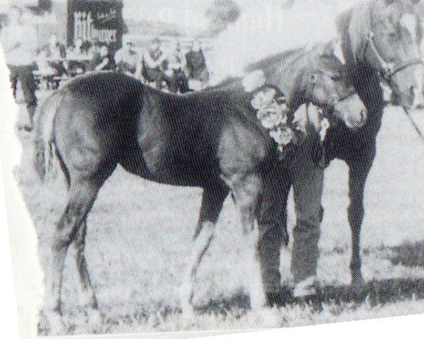 broodmare Dry Poco Denia (Quarter Horse,  , from Tivio Jessie James)
