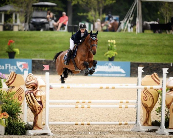 Springpferd Navaar (Belgisches Warmblut, 2013, von Tonixe)