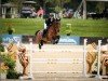 jumper Navaar (Belgian Warmblood, 2013, from Tonixe)