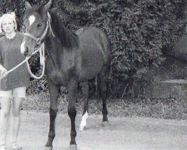 Pferd Son Ofa Diamond Doc (Quarter Horse, 1996, von Colonel Tari JW)