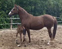 broodmare Quilotte (Westphalian, 2005, from Quidam de Revel)