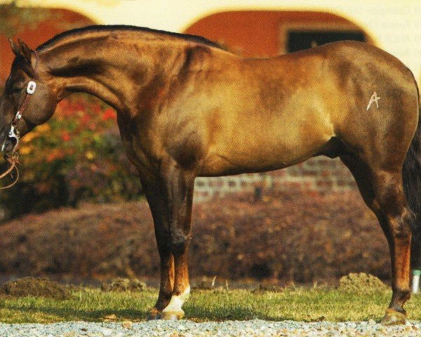 horse My Showbiz Whiz (Quarter Horse, 2006, from Topsail Whiz)