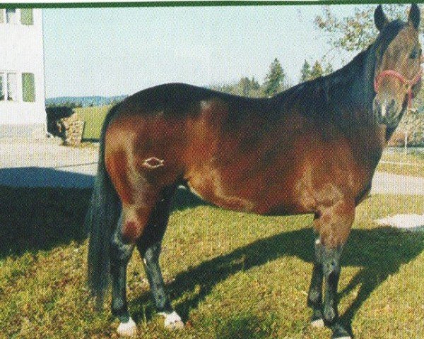 Pferd Smartest Pep Yet (Quarter Horse, 1998, von Smartest Little Pep)
