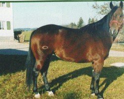 Pferd Smartest Pep Yet (Quarter Horse, 1998, von Smartest Little Pep)
