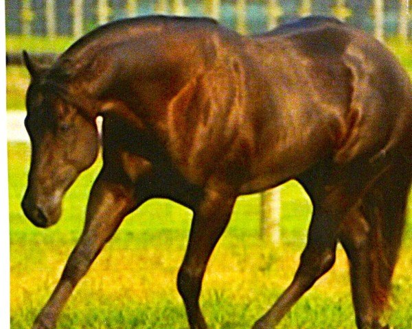 stallion Lean With Hollywood (Quarter Horse, 2002, from Lean With Me)