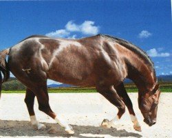 horse Justa Little Tangy (Quarter Horse, 1998, from Tangys Classy Peppy)
