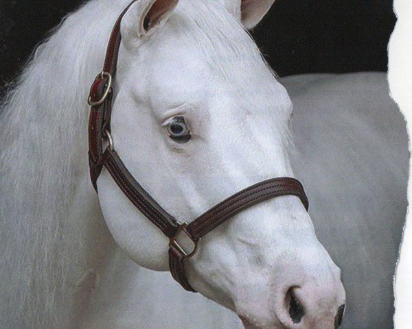 Pferd My Good Gun (Paint Horse, 2009, von Colonels Smoking Gun)