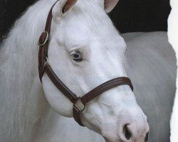 horse My Good Gun (Paint Horse, 2009, from Colonels Smoking Gun)